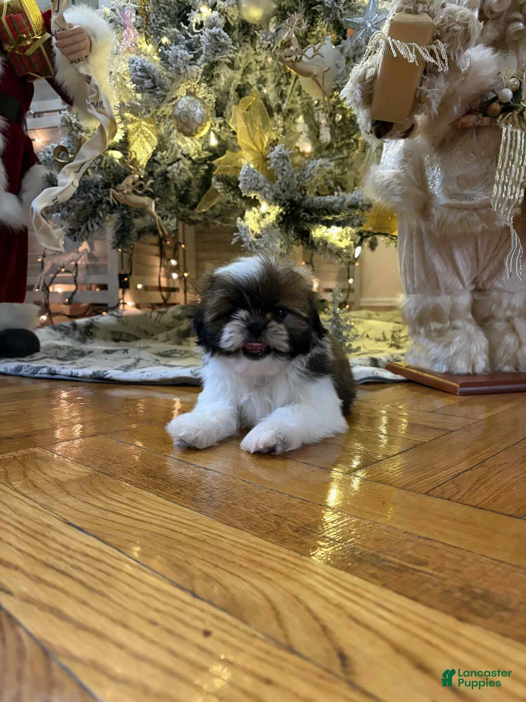 Shih Tzu dogs for sale: Ring - Ad 3