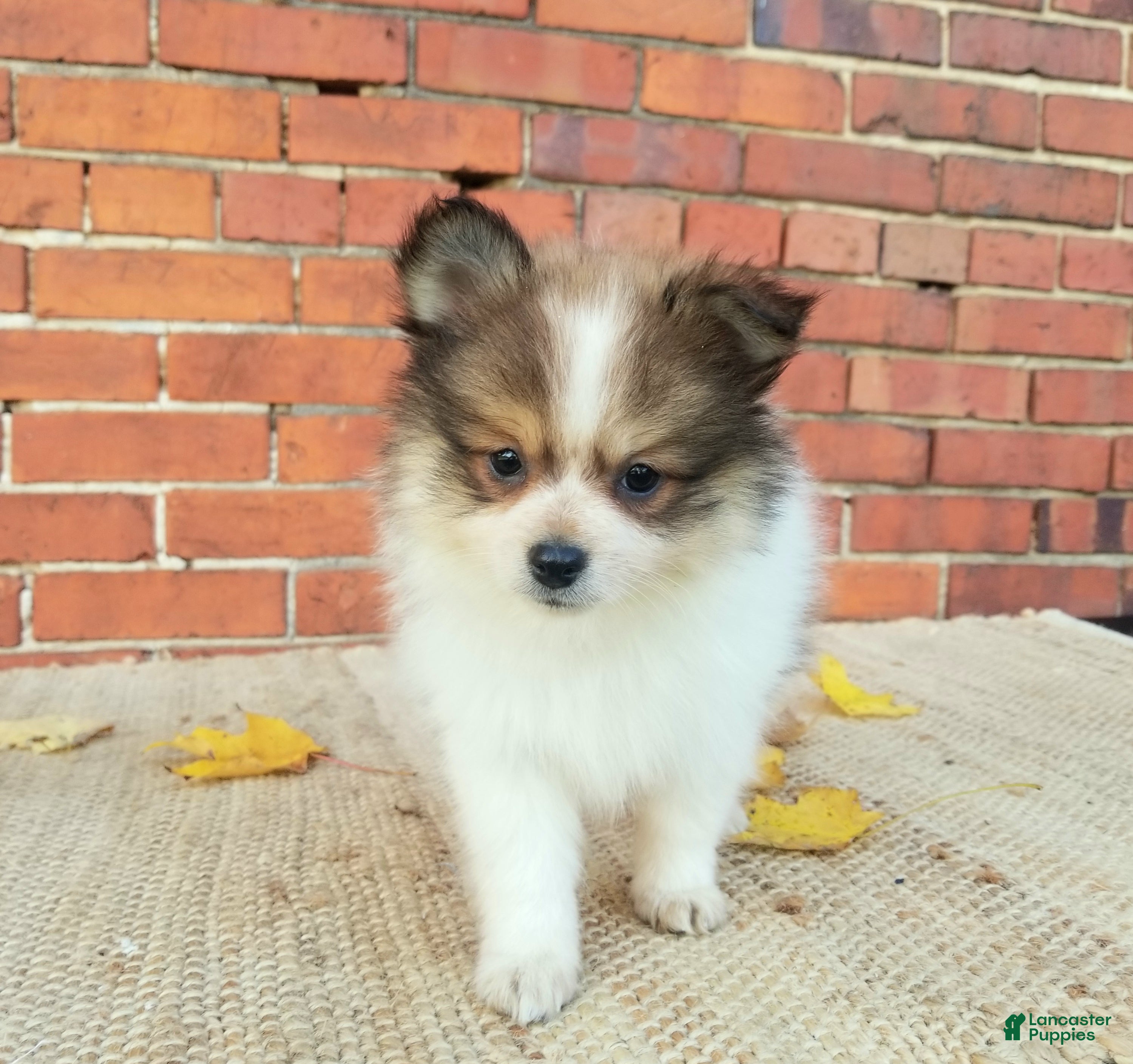 Pomeranian dogs Mojo - Ad 1