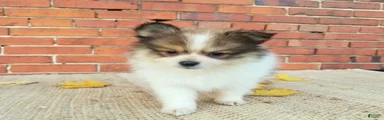 Mojo