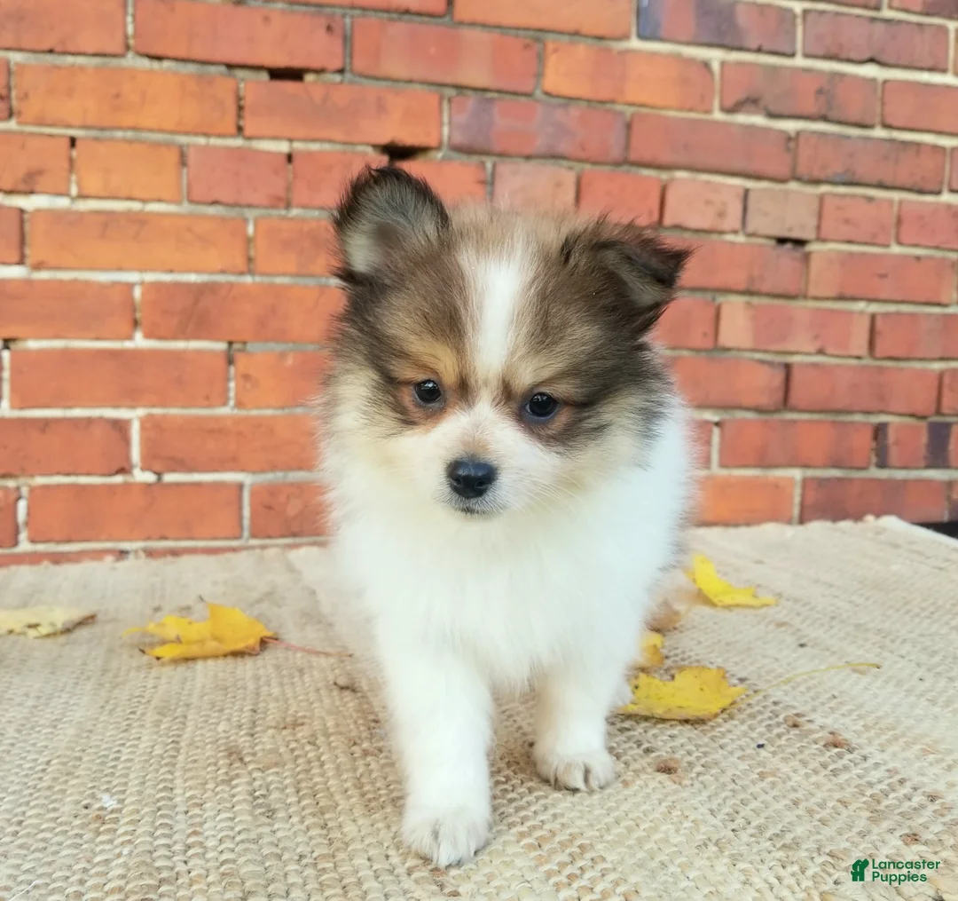 Pomeranian dogs for sale: Mojo - Ad 1