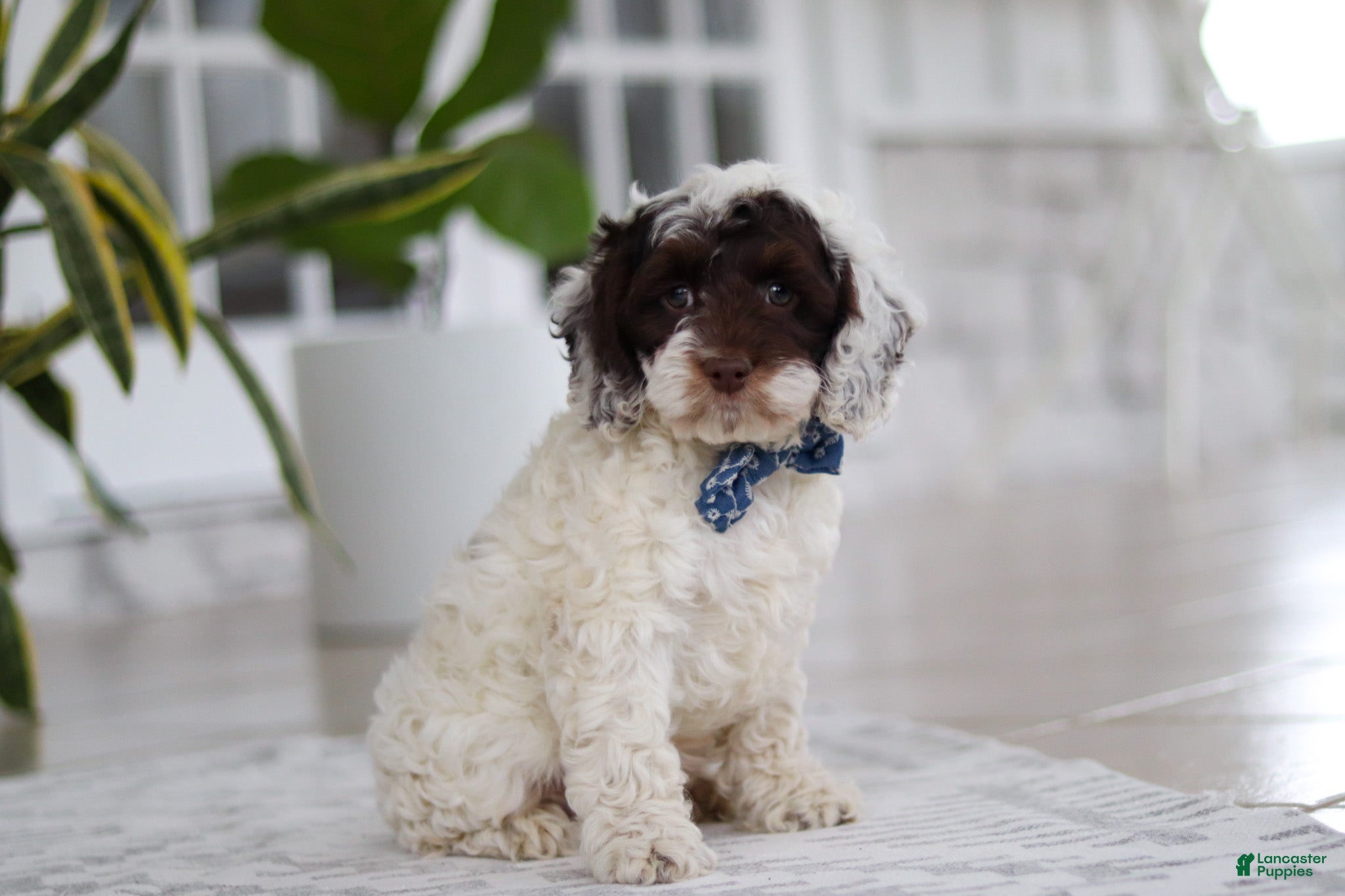 Cockapoo dogs Forrest - Ad 1