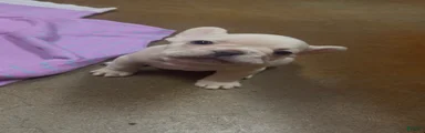 French Bulldog boy 1