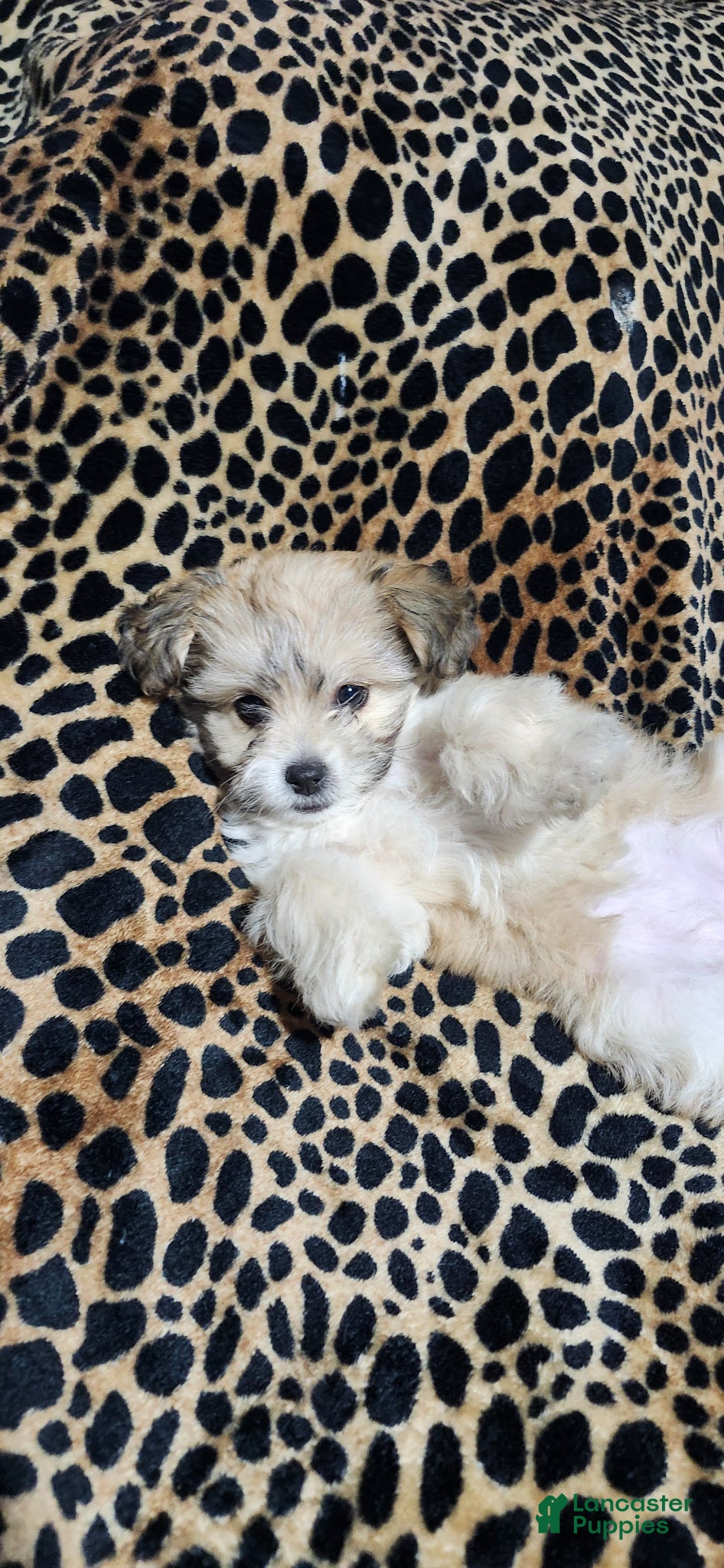 Maltipoo dogs Maltipoo Puppy 2 - Ad 1