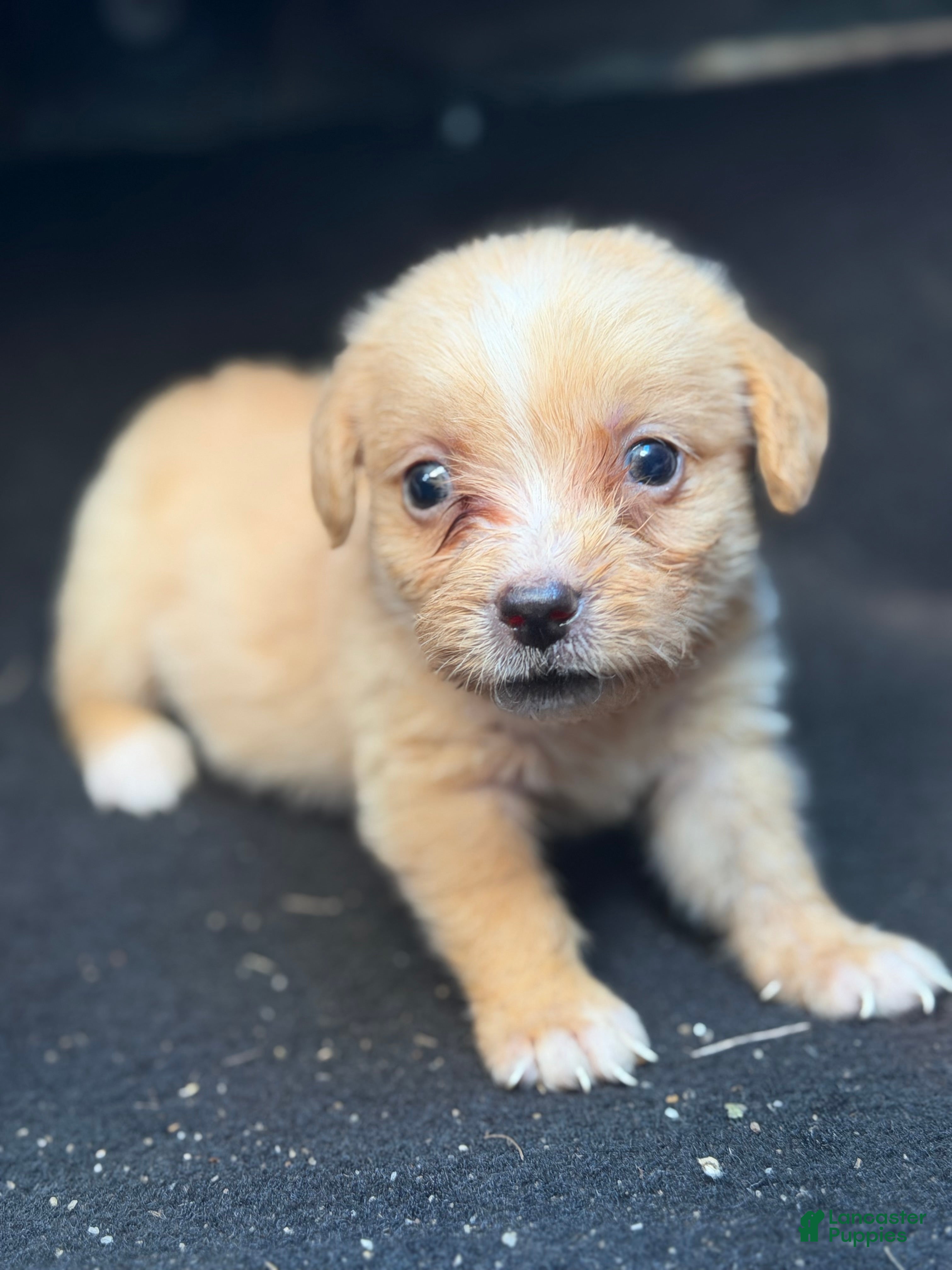 Chihuahua dogs for sale: Molly - Ad 27