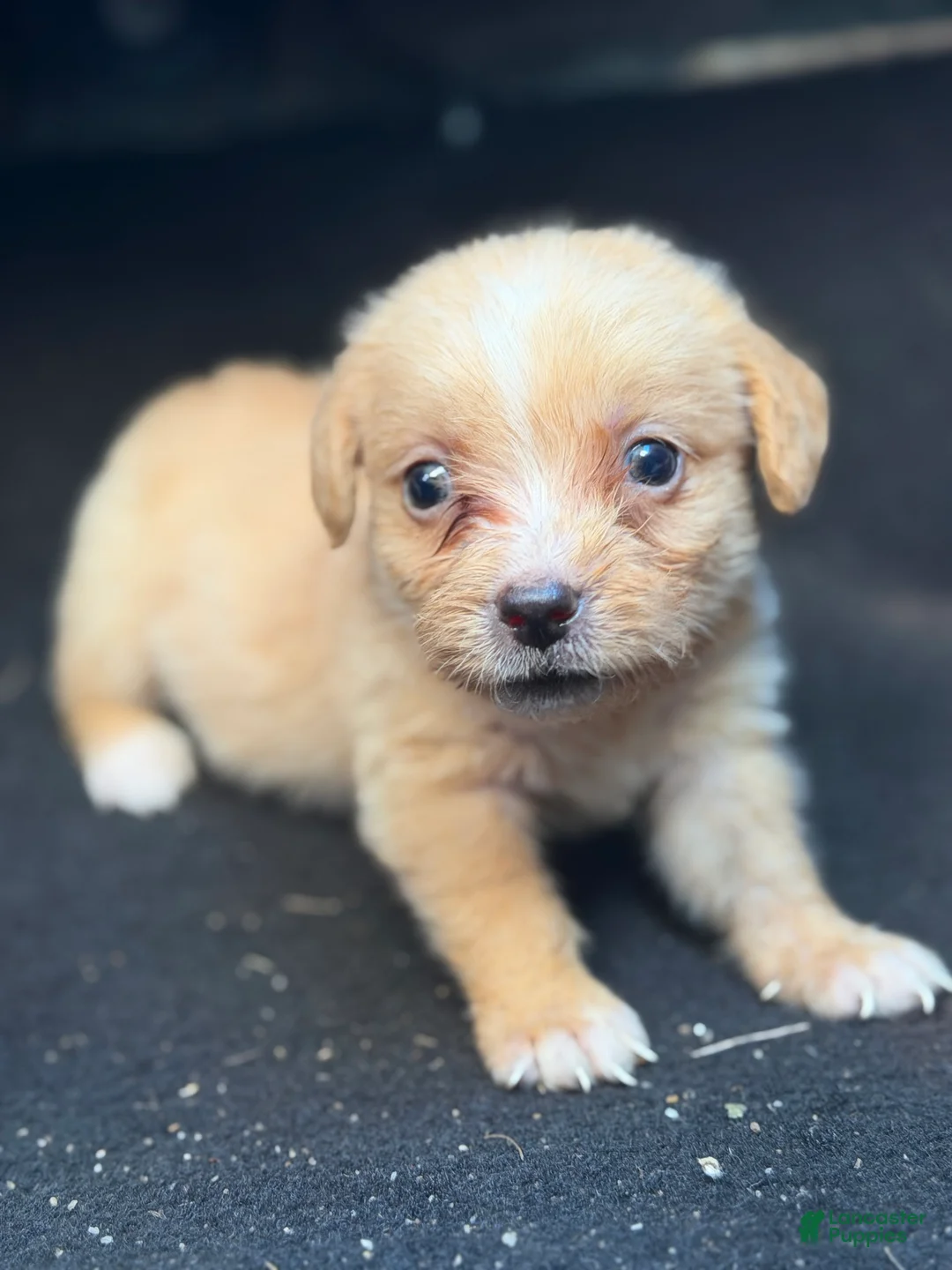 Chihuahua dogs for sale: Molly - Ad 1