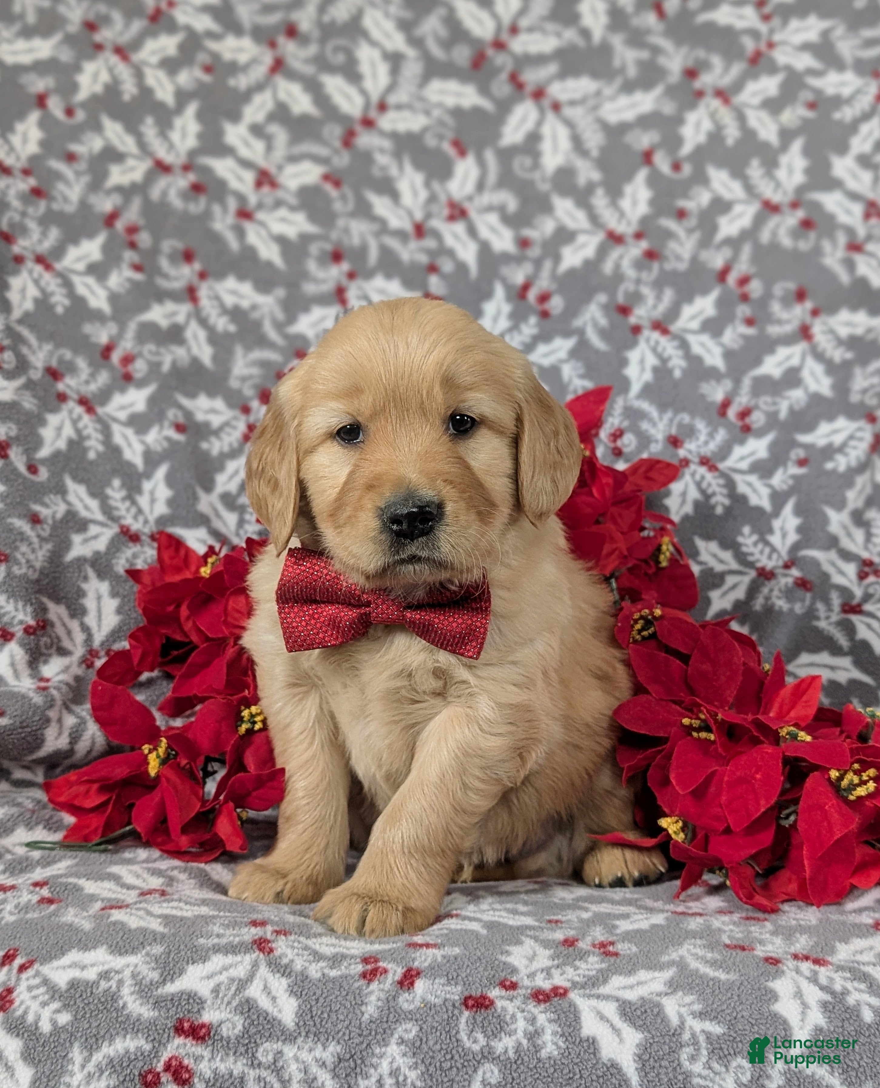 Golden Retriever dogs Braedon - Ad 11