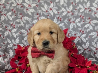 Golden Retriever dogs Braedon - Ad 34