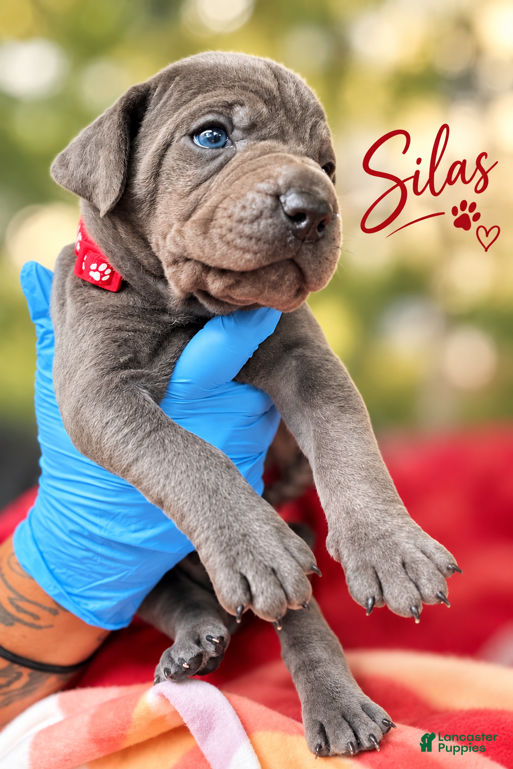 Cane Corso dogs Silas - Ad 2