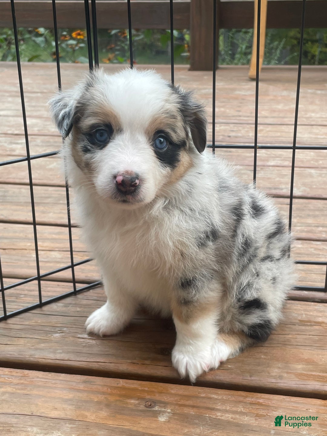 Toy Australian Mini Aussie For Adoption Near Me Blue Merle Australian Asdr  Puppies Merle Toy Aussie, image size:1080x1440
