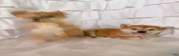 Shiba Inu dogs for sale: 🩷 Wendi 🩷 - Ad 6