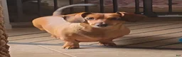 Dachshund dogs for sale: Dachshund 1 - Ad 5