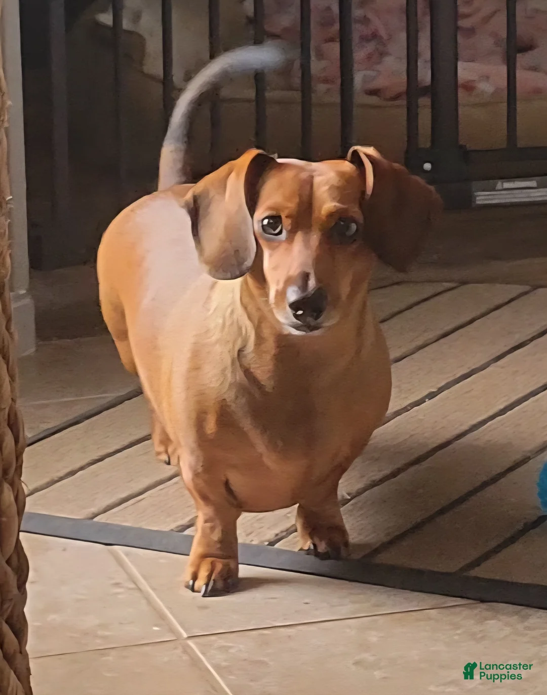 Dachshund dogs for sale: Dachshund 1 - Ad 5