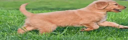 Golden Retriever dogs for sale: Lainey - Ad 8