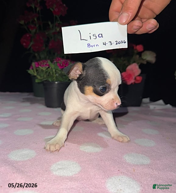 Chihuahua dogs Lisa - Ad 1