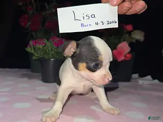 Chihuahua dogs for sale: Lisa - Ad 4
