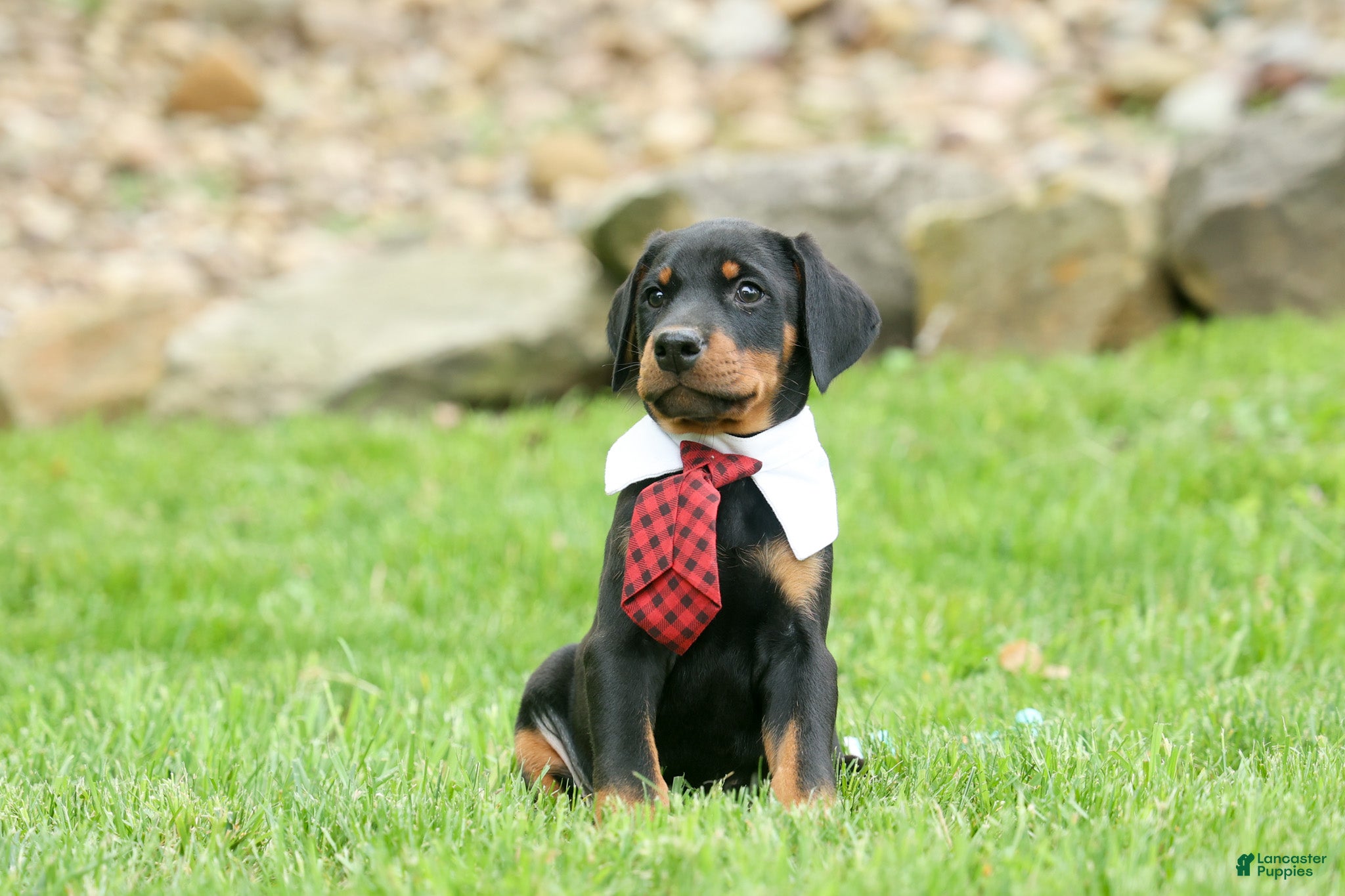 Doberman Pinscher dogs  Domino (Black Rust)🖤🐾 - Ad 1