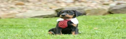 Doberman Pinscher dogs for sale:  Domino (Black Rust)🖤🐾 - Ad 6