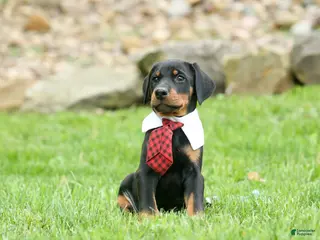 Doberman Pinscher dogs for sale: Domino (Black Rust)🖤🐾 - Ad 2