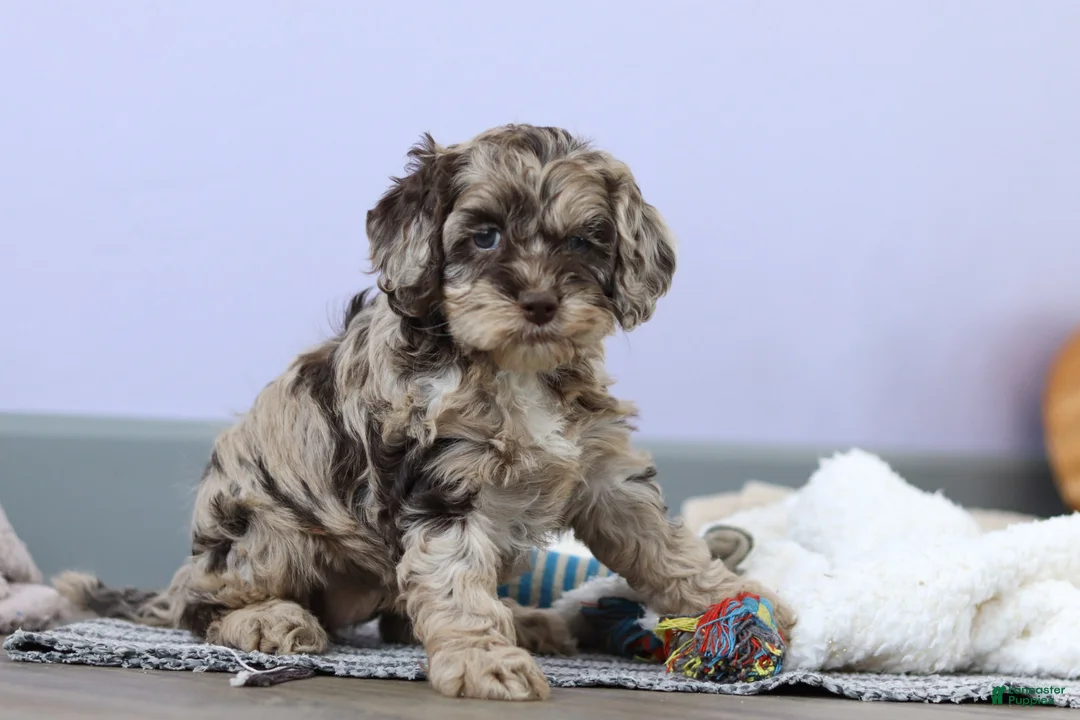 Cockapoo dogs for sale: Elianna  - Ad 8