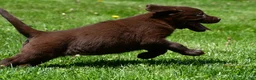 Labrador Retriever dogs for sale: Libby - Ad 10
