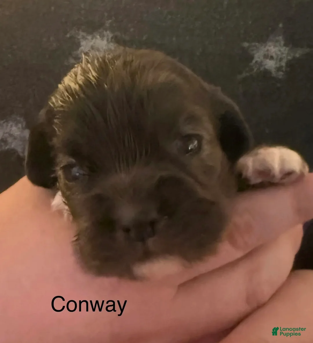 Cocker Spaniel dogs for sale: Conway - Ad 4