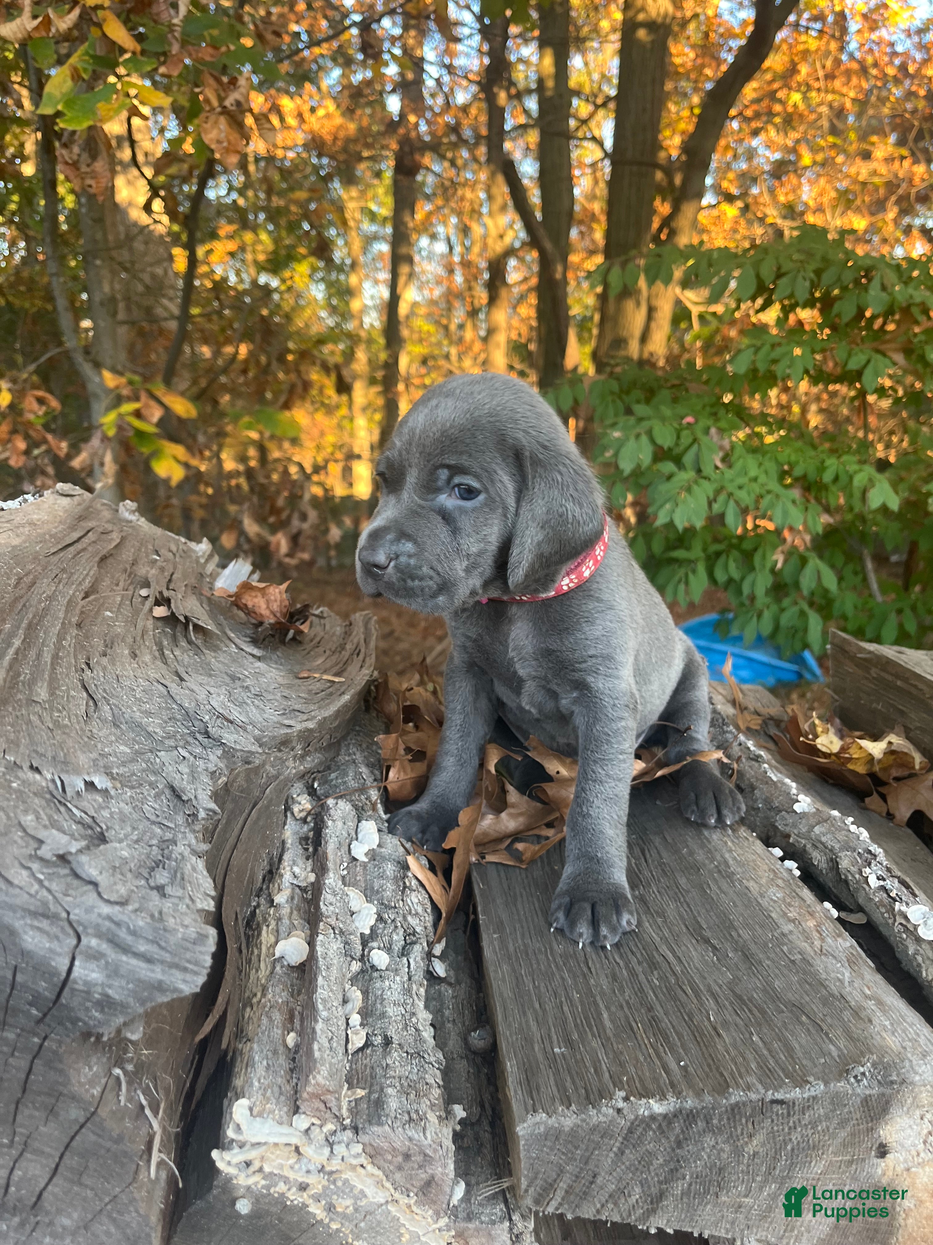Weimaraner dogs Pink  - Ad 1