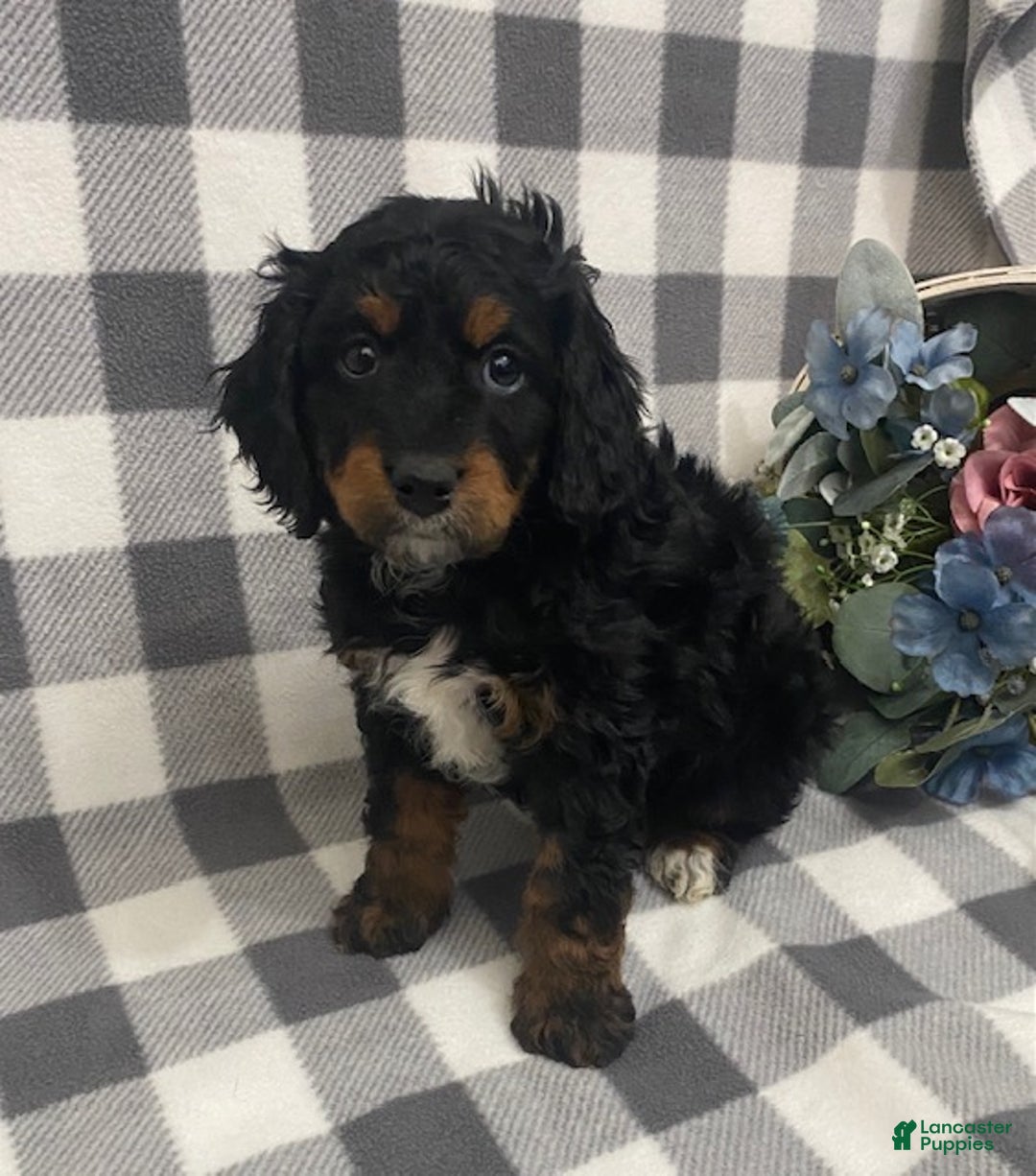 Mini Bernedoodle dogs for sale: Jasper - Ad 5