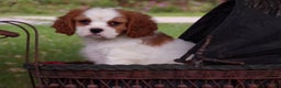 Cavalier King Charles Spaniel dogs for sale: Harbor - Ad 4