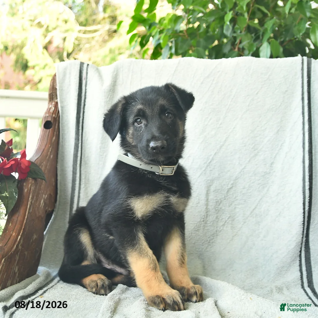 German Shepherd dogs for sale: Gus  - Ad 2