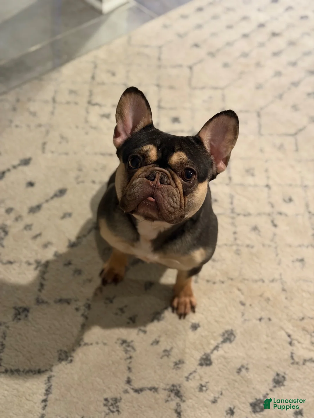 French Bulldog dogs for sale: Bourbon - Ad 2