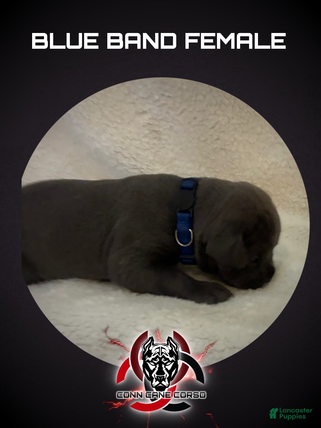 Cane Corso dogs Cane Corso Puppy 12 - Ad 24