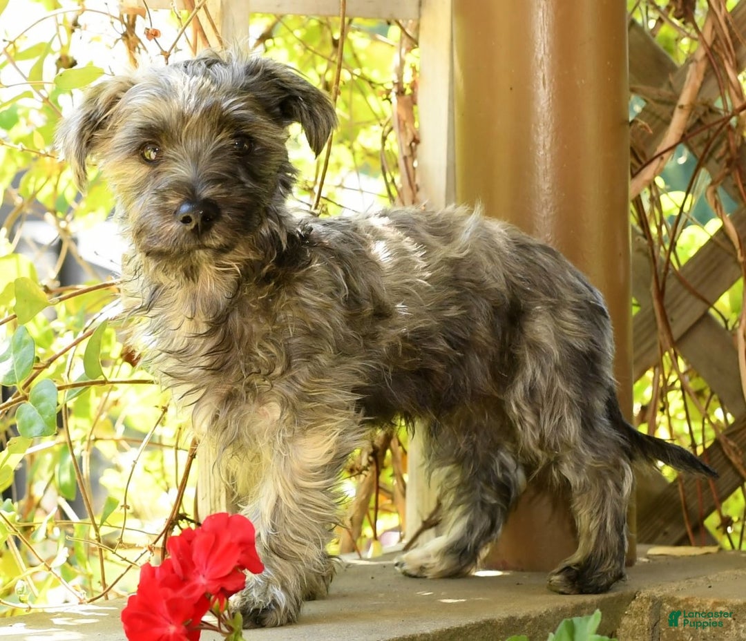 Morkie dogs for sale: Dallas - Ad 5