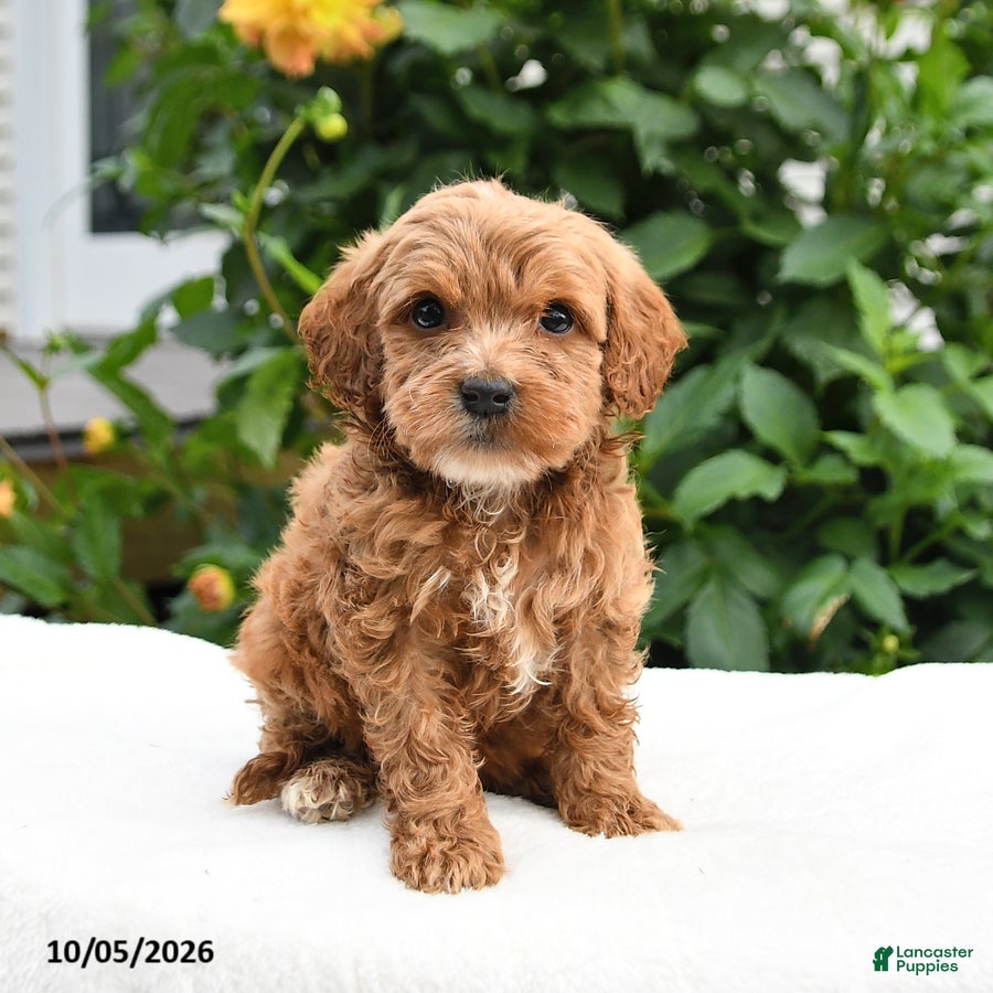 Mini Goldendoodle dogs for sale: Pumpkin - Ad 1