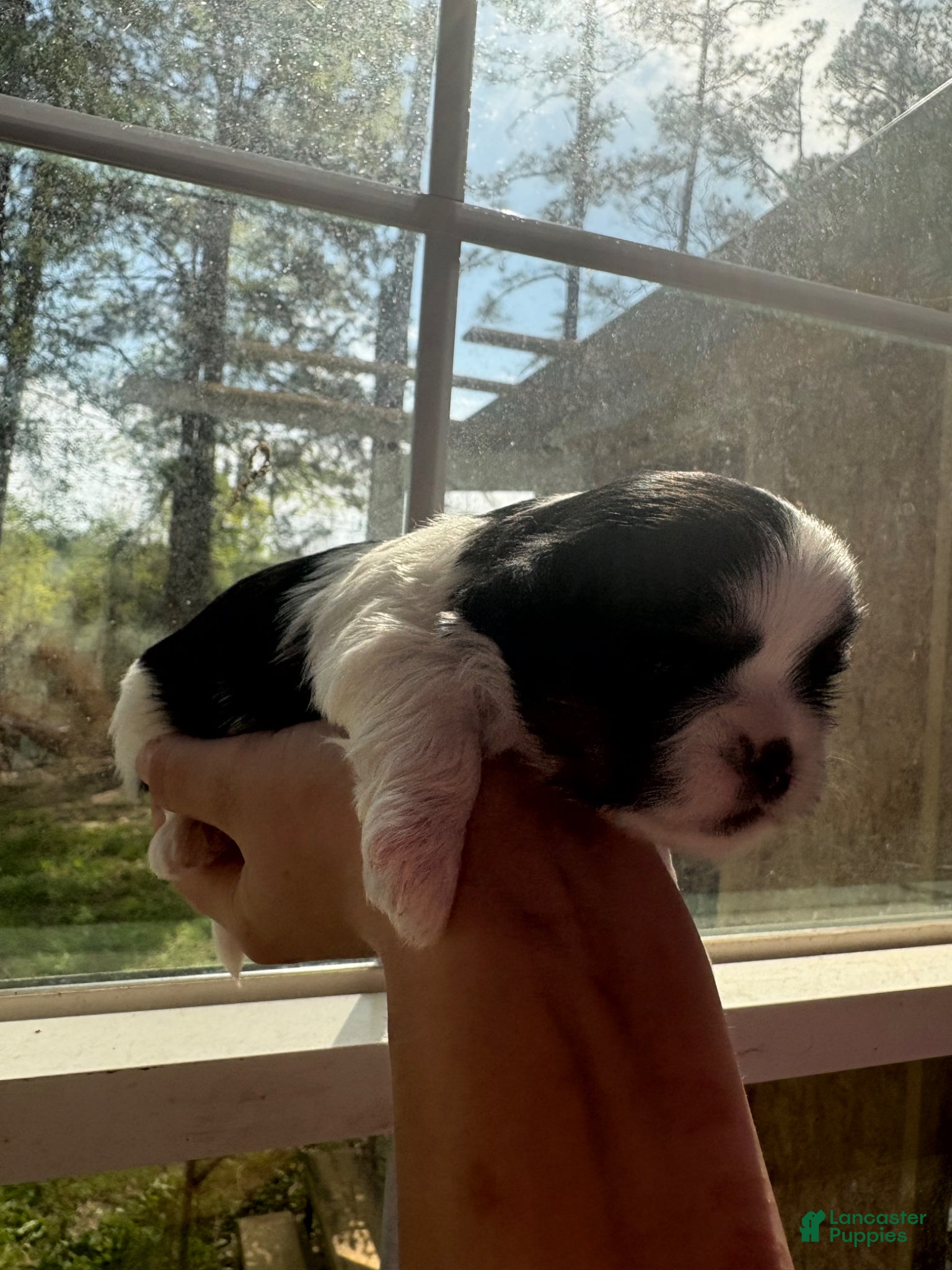 Shih Tzu dogs for sale: Shih Tzu Puppy 4 - Ad 4