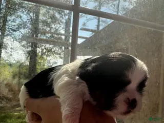 Shih Tzu dogs Shih Tzu Puppy 4 - Ad 8