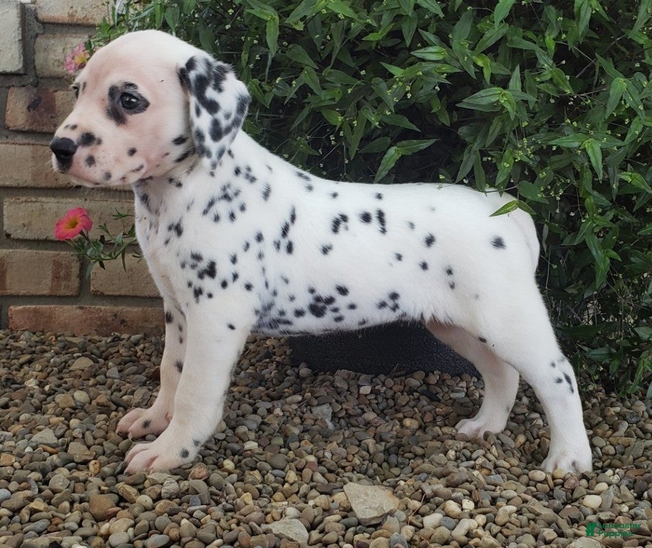 Dalmatian dogs Stella - Ad 2