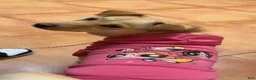 Shiba Inu dogs for sale: Bonnie  - Ad 1