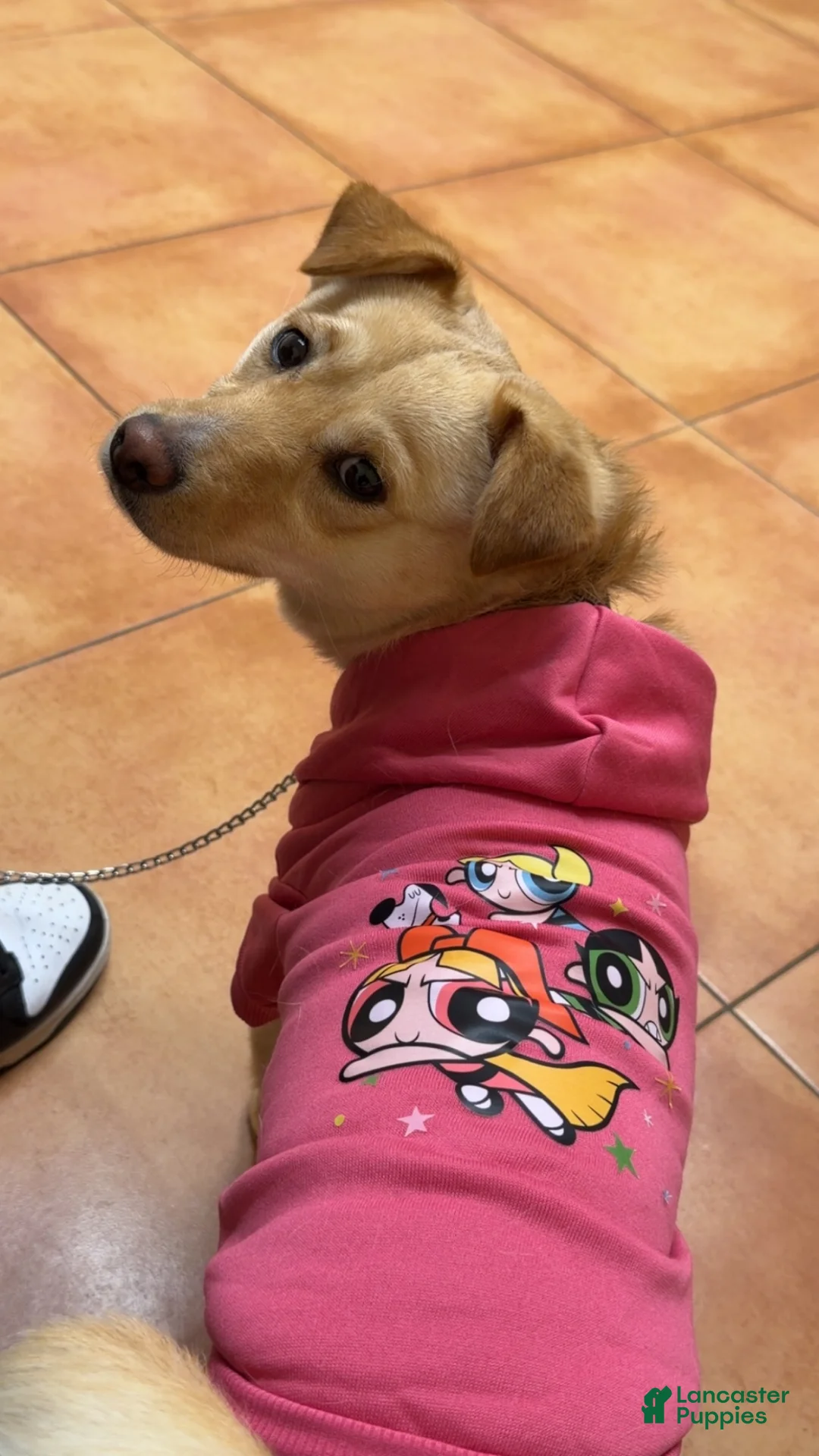 Shiba Inu dogs for sale: Bonnie  - Ad 1