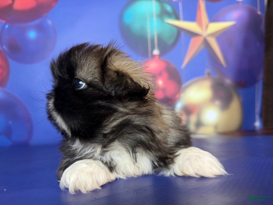 Pekingese dogs for sale: AKC DNA OFA Pudding - Ad 2