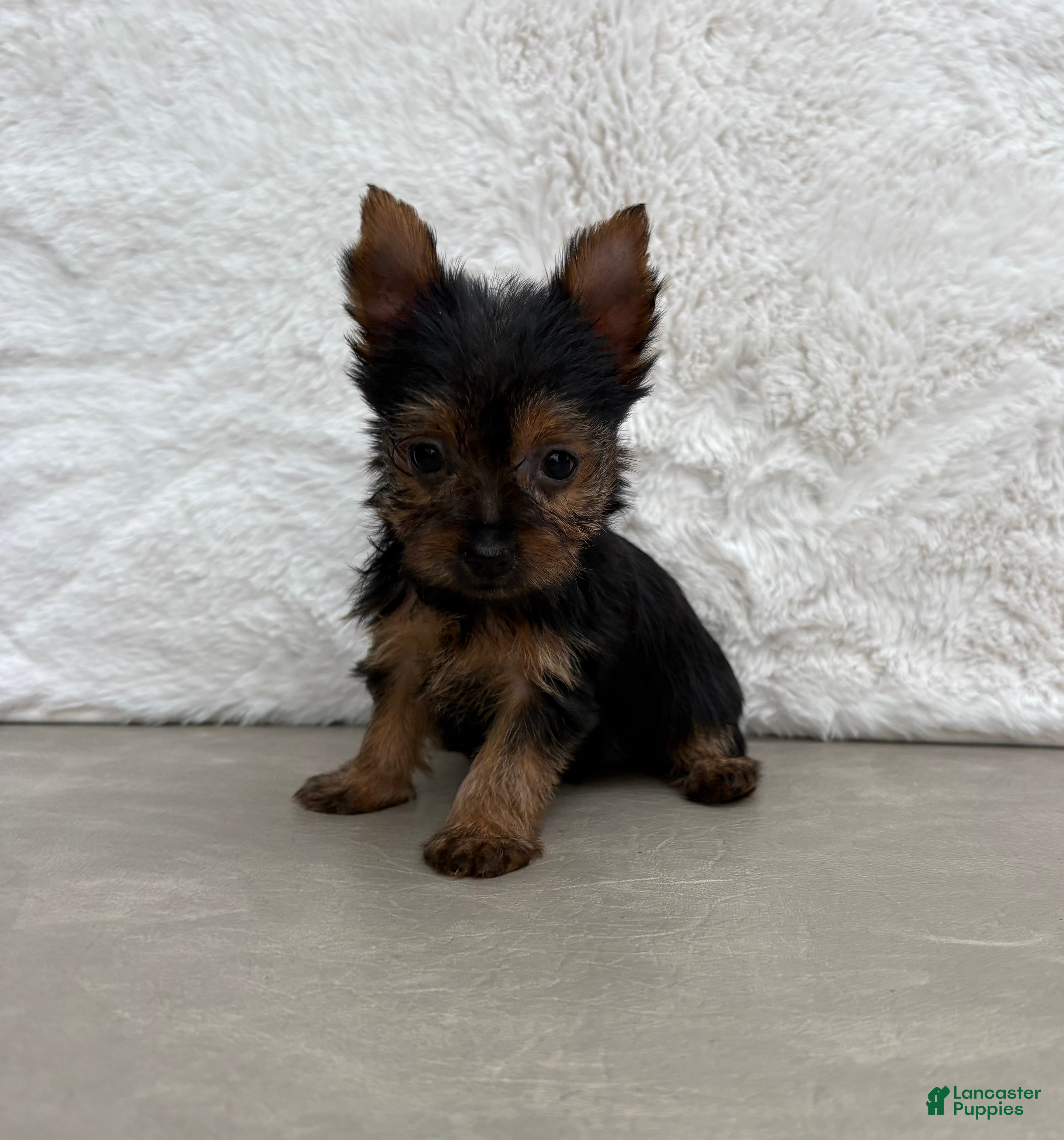 Yorkshire Terrier dogs Mia - Ad 1