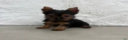 Yorkshire Terrier dogs for sale: Cassie - Ad 14