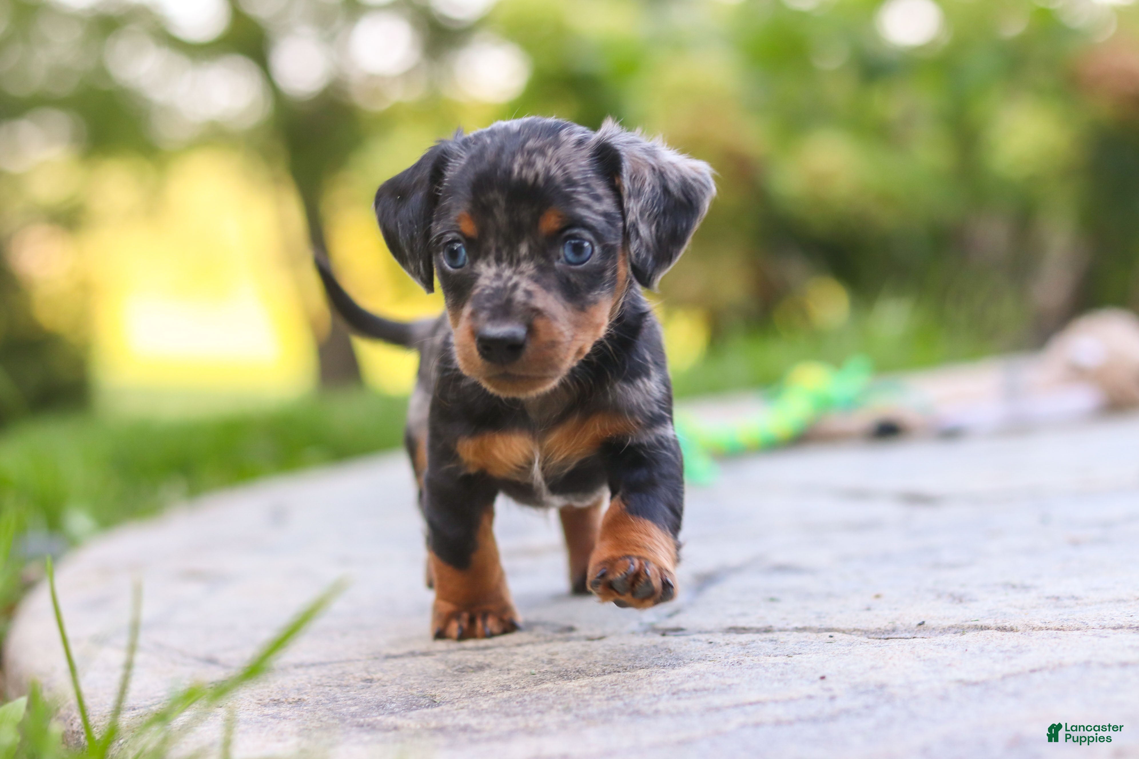 Mixed Breed dogs Ace - Ad 2