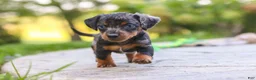 Mixed Breed dogs for sale: Ace - Ad 2