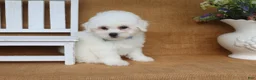Bichon Frise dogs for sale: Aiden - Ad 5