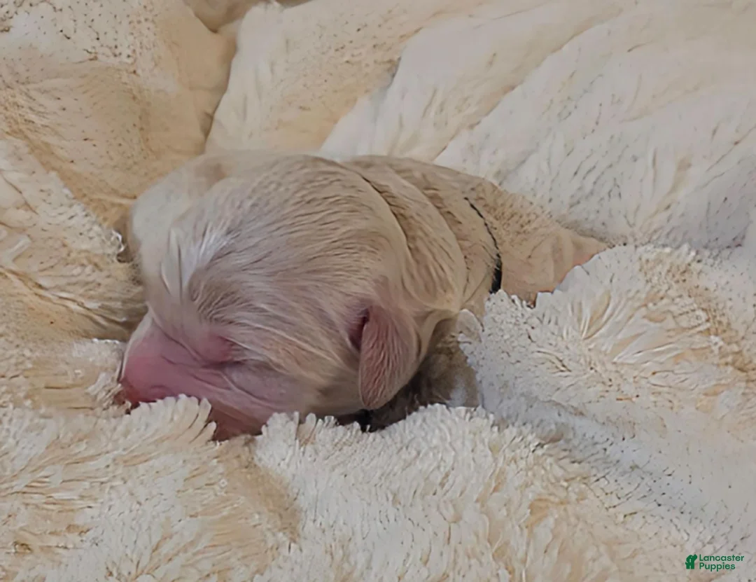 Mini Goldendoodle dogs for sale: Birch - Ad 2