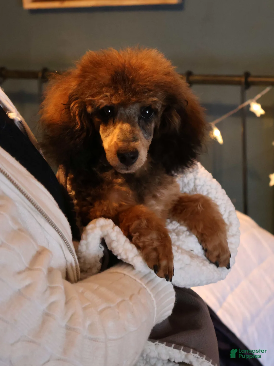 Toy Poodle dogs for sale: Theodore - Ad 4