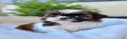 Shih Tzu dogs for sale: AKC Letti - Ad 5