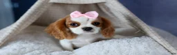 Cavalier King Charles Spaniel dogs for sale: Patsy - Ad 6