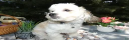 Teddy Bear dogs for sale: Teddy Bear 1 Teddy - Ad 2