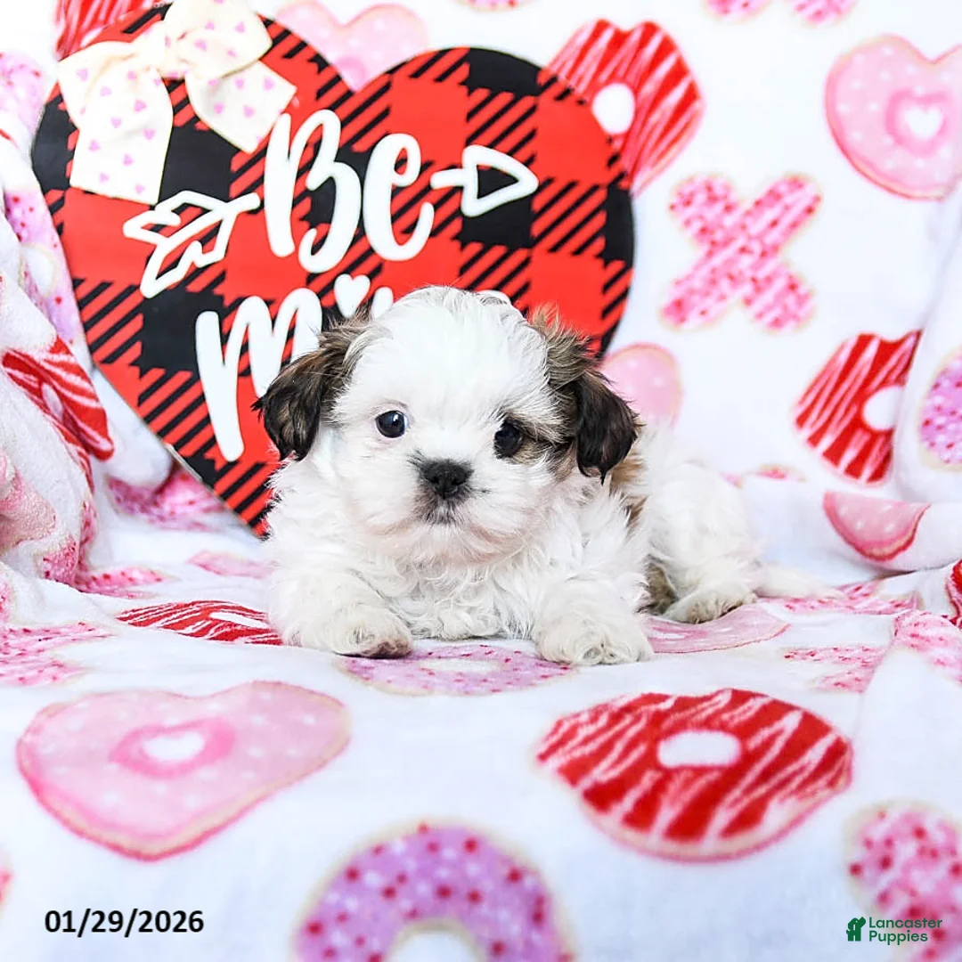 Shih Tzu dogs for sale: Gus - Ad 2